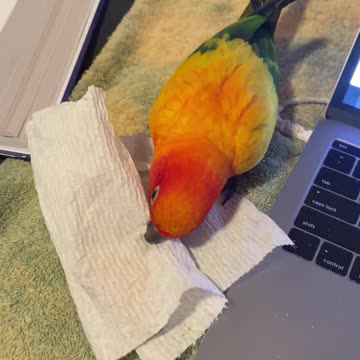 Parrot bites mom for trying to eat a cookie