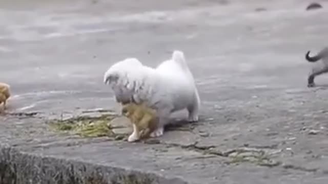 Cute puppy playing with chicks😍❤️