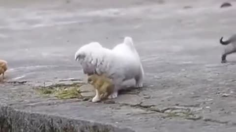 Cute puppy playing with chicks😍❤️