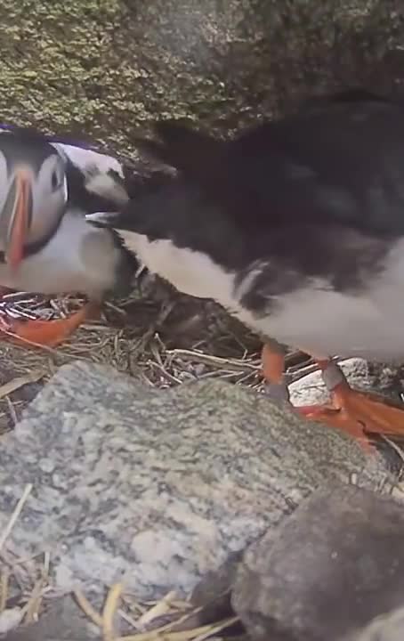 Ever seen the inside of a puffin’s burrow? Visit this puffin family live at