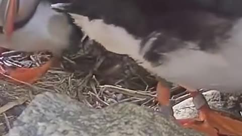 Ever seen the inside of a puffin’s burrow? Visit this puffin family live at