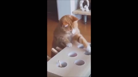 Funny Cats Try Not to Laugh if you can!