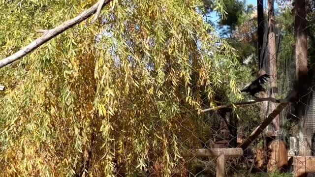 A Large Condor at the Phoenix Zoo Takes Flight at my Command