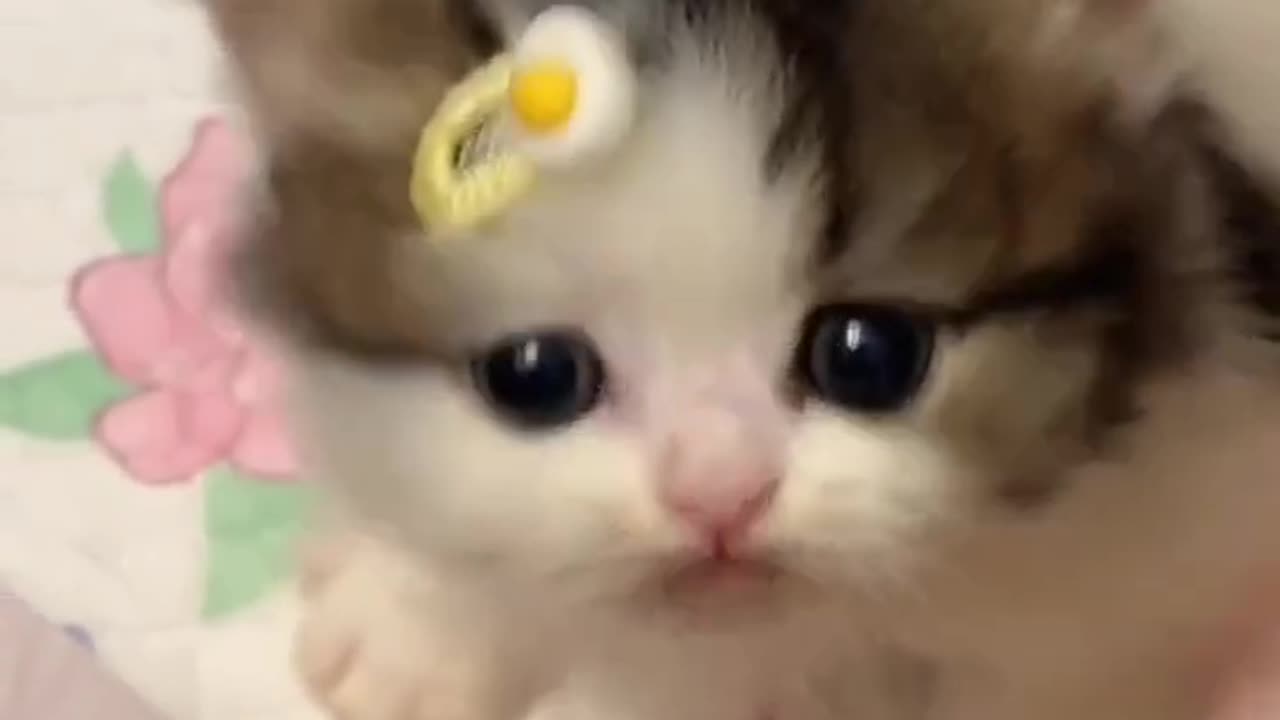 Funny cats video