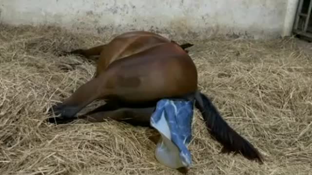 Arabian Horse Gives Birth To A Beautiful Filly The