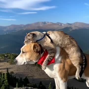 The best friend forever between dog and cat