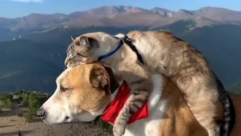 The best friend forever between dog and cat