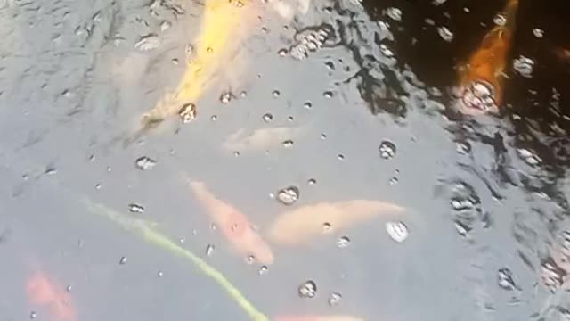 Koi Fish