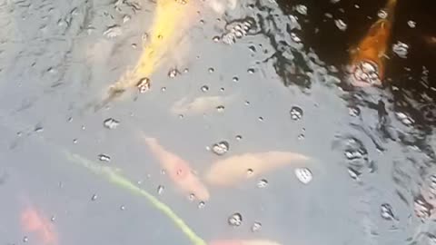 Koi Fish