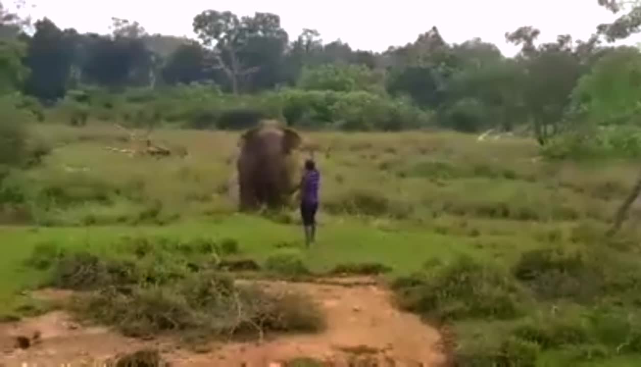 Foolish Guy Killed By Huge Elephant