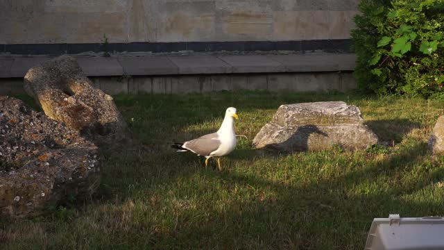 another smart gull