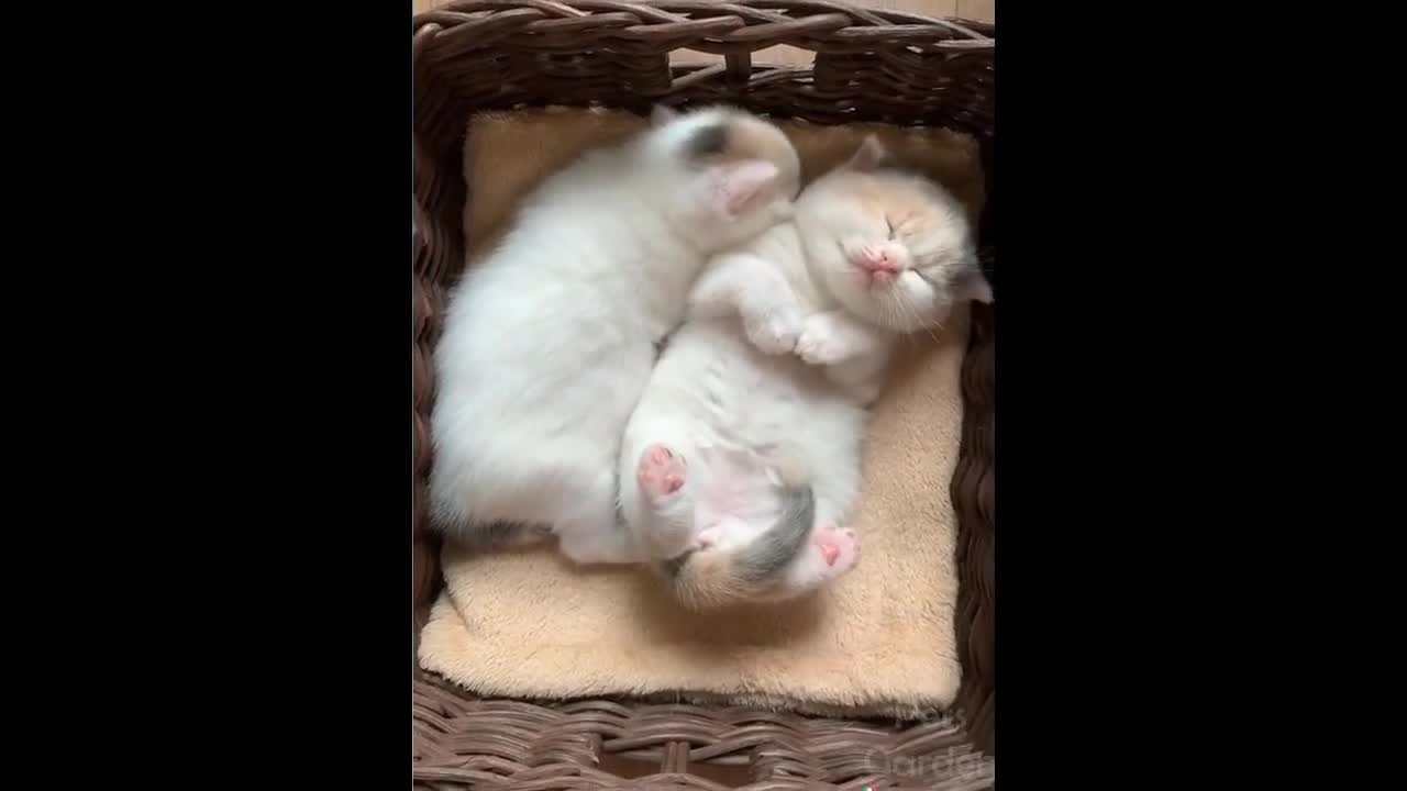 Funny and Cute Pets Compilation from TikTok