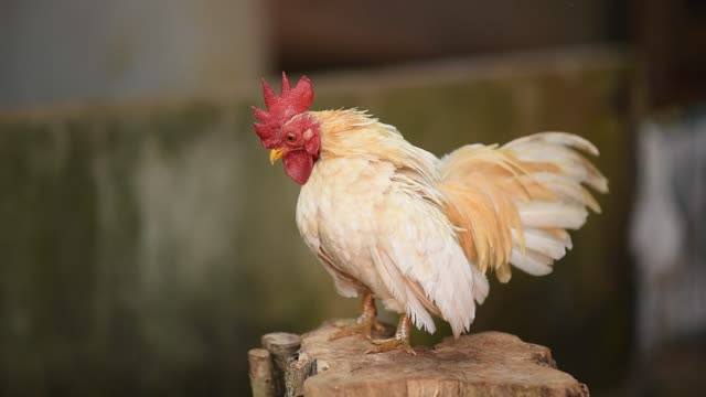 How cute this rooster is