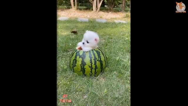 Funny and Cute Puppy Videos