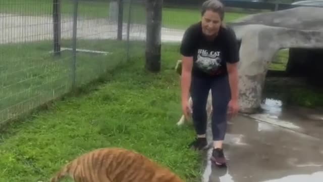 The tigers are playing with toy balls