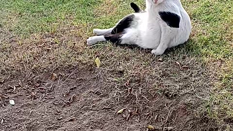 #cutecats