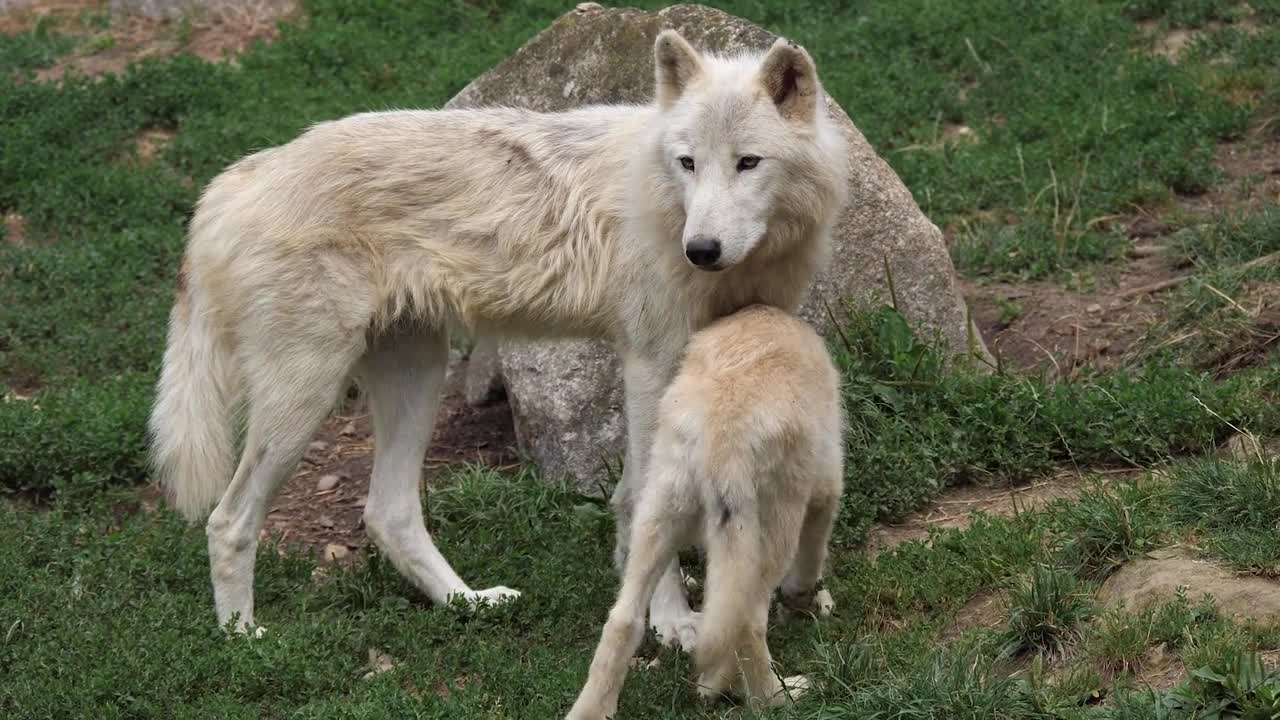 White wolf and her cub's affection