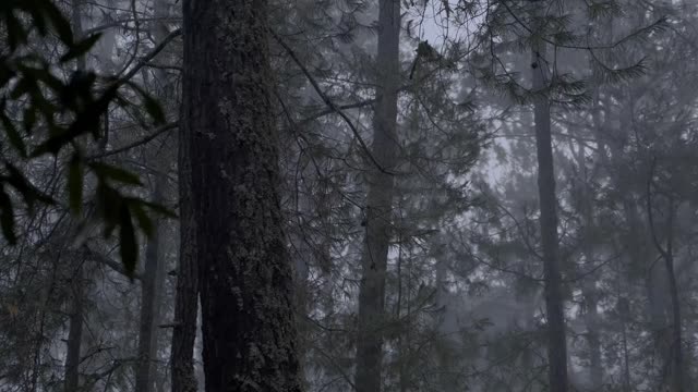 Morning Relaxing Music - Stress Relief Music, Positive Energy, Beautiful Relaxing Music, Meditation