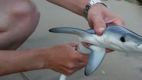 Cute baby shark