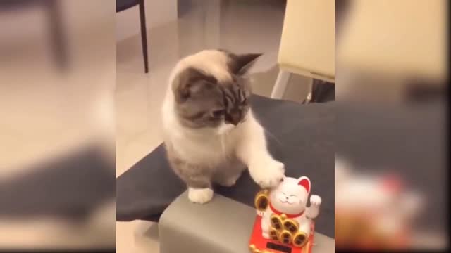 Cat pretending to be a lucky cat