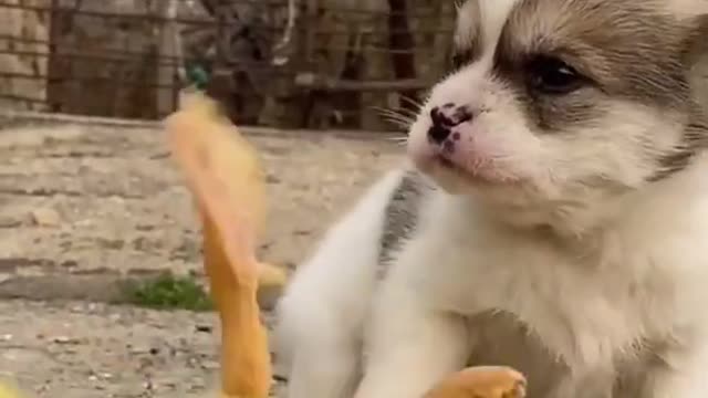 🐕baby dog2021🐶cute dogs🐕 funny dog,🐶dog compilation🐕short video🐶 cute animals videos🐕