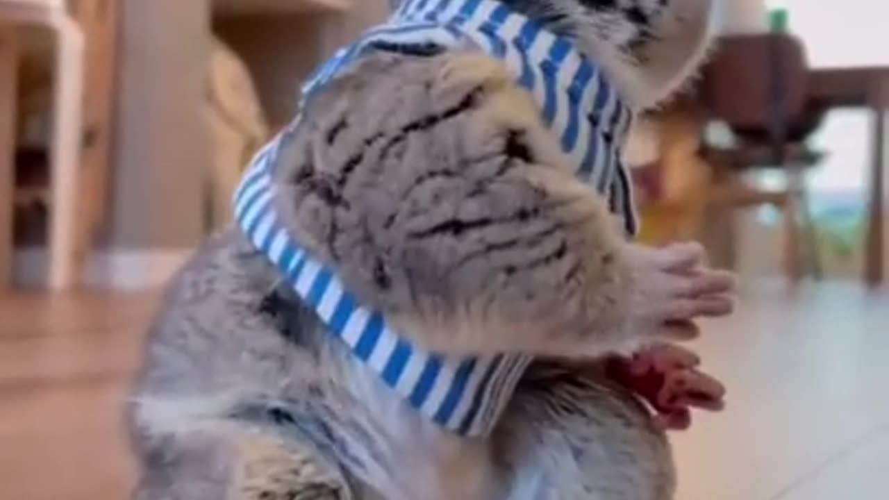 Try not to laugh🤣 funny animals