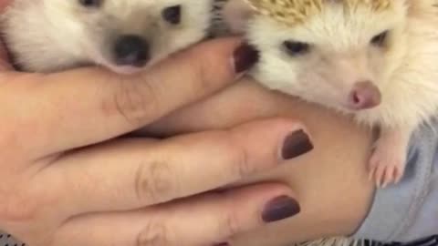 The hedgehog sisters