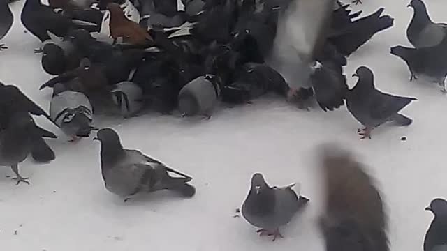 Winter pigeons.