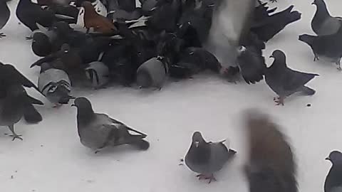 Winter pigeons.