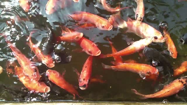 Amazing Fish And Beautiful Colors Fish Natural Video