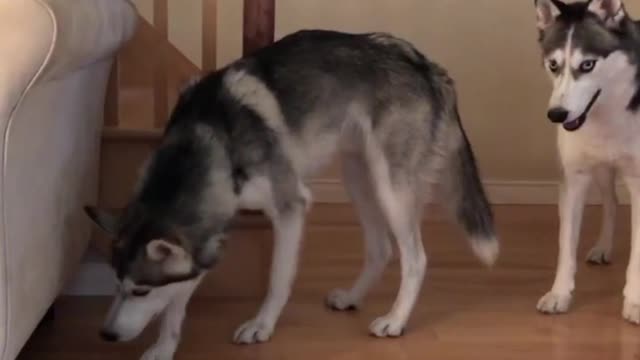 Siberian husk dog asks for help