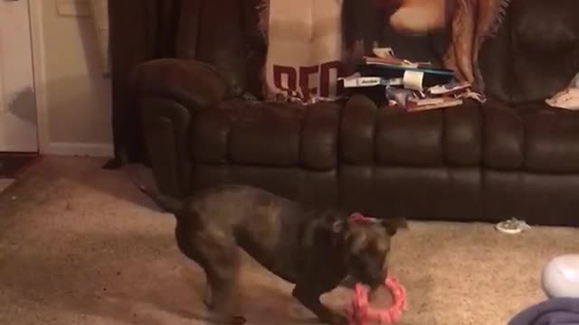 Grey dog spins on carpet and plays with pink circle toy