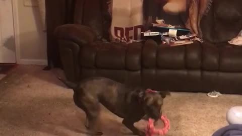 Grey dog spins on carpet and plays with pink circle toy