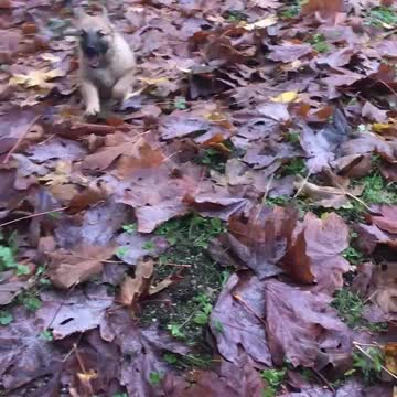Cute puppy playing in leafs