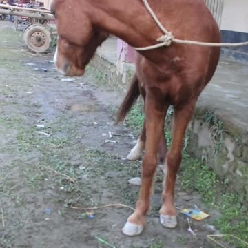 rolling stones #horseracig 😍 #shorts #shortvideo #villagemarketbd #horsevideo #villagelife