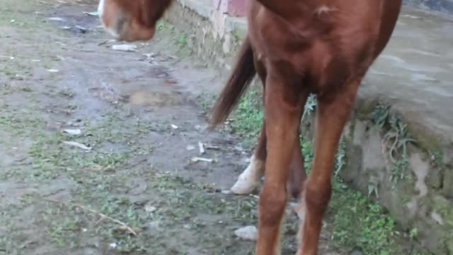 rolling stones #horseracig 😍 #shorts #shortvideo #villagemarketbd #horsevideo #villagelife