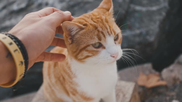 Playing With Cute and Adorable Tabby Cat