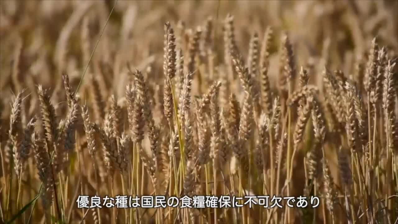 種子法改正は我国の農業の死活問題です