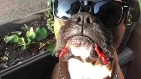 Dog wearing glasses and having bacon in the side of his mouth