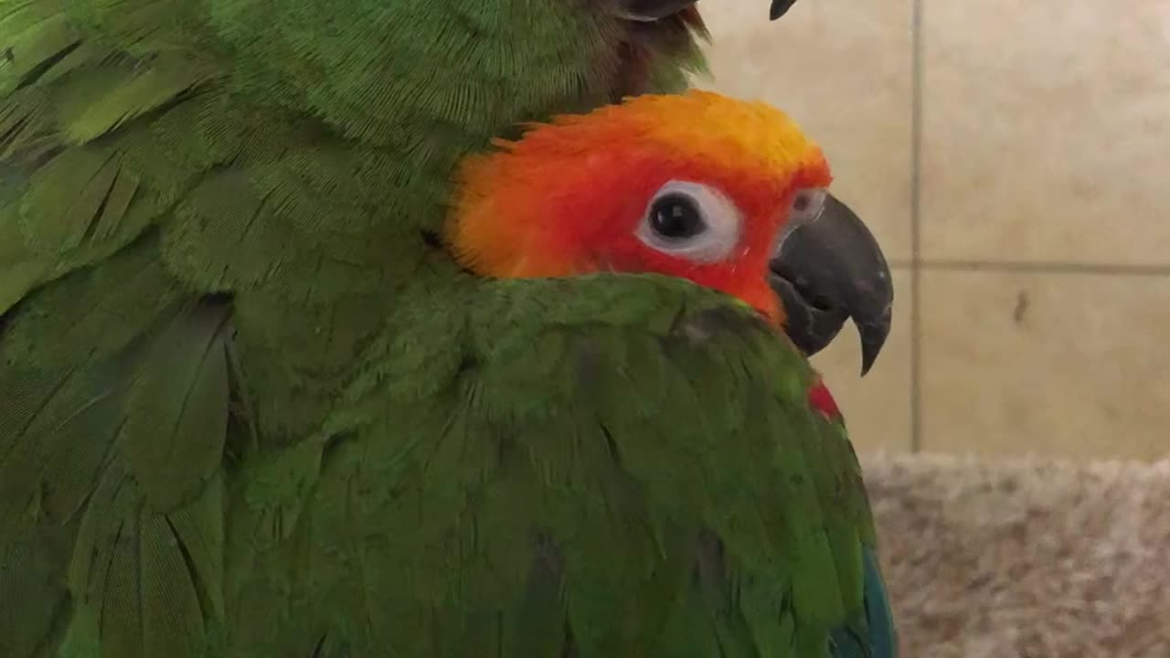 Bird Cuddles Under Brother's Wing