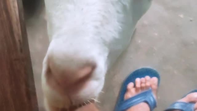 Baby goat licking my finger #Animal_lover