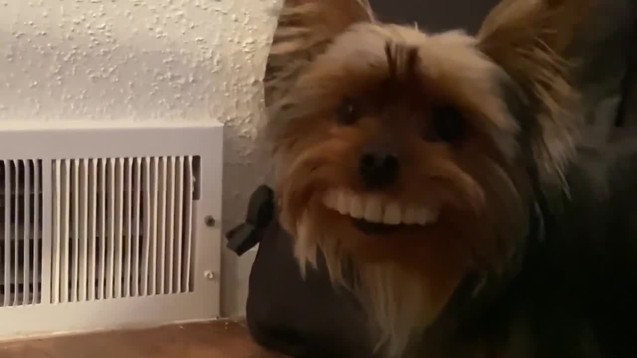 puppy steals grandma's denture.