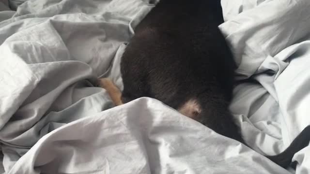 German shepherd puppy rolls around on grey sheets