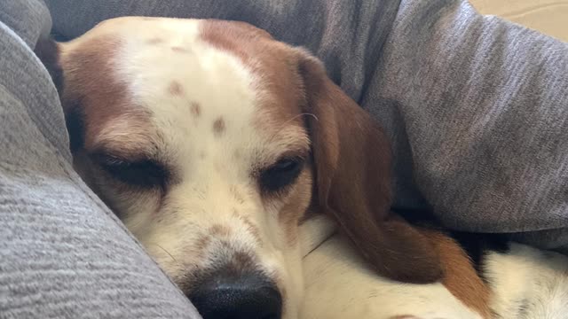 Cute Beagle Cuddling