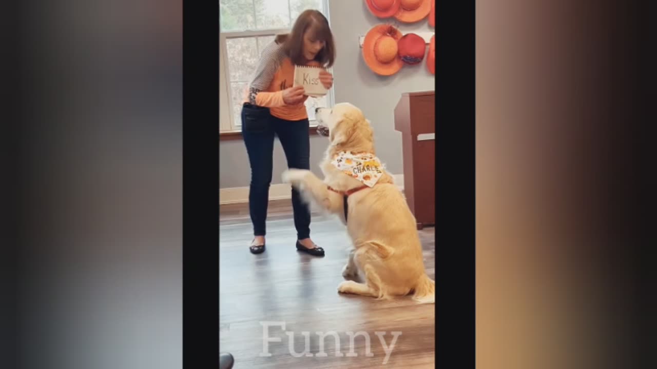 Animals funny videos 😆😆😂😂