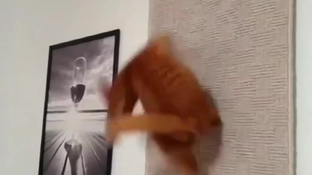 Funny cats video ๐๐๐นโ