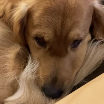 Golden Retriever curls up in a ball