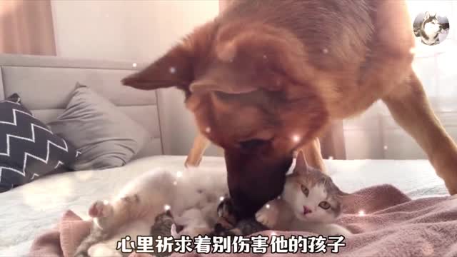 Does a dog want to eat a cat? That's terrible