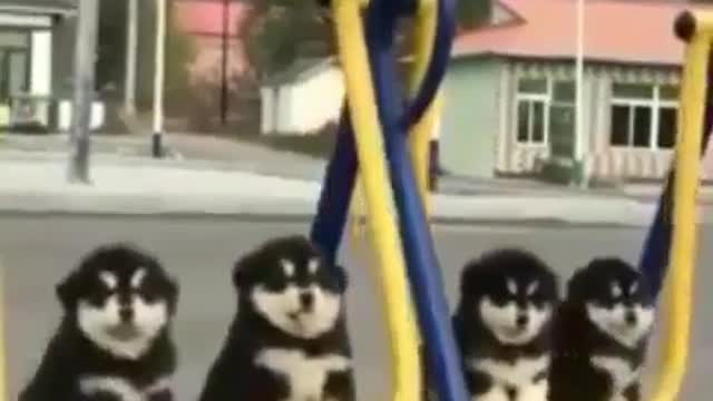 Puppy swinging