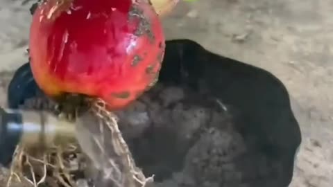 Amazing trick || #shortsfeed #